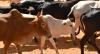 Livestock research 