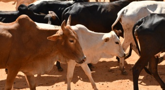 Livestock research 